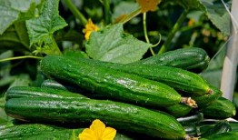 聊城大瓜爆料视频最新,揭秘惊人内幕，真相令人震惊！